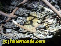 /home//u458753944/public_html/sourcegallery//Roxborough Toad Detour/2013-2019/2013/2013-04-09/P1120055.JPG